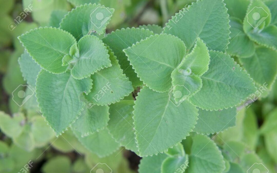 Ecuadorian Oregano, A Softer Version of an Old Standby