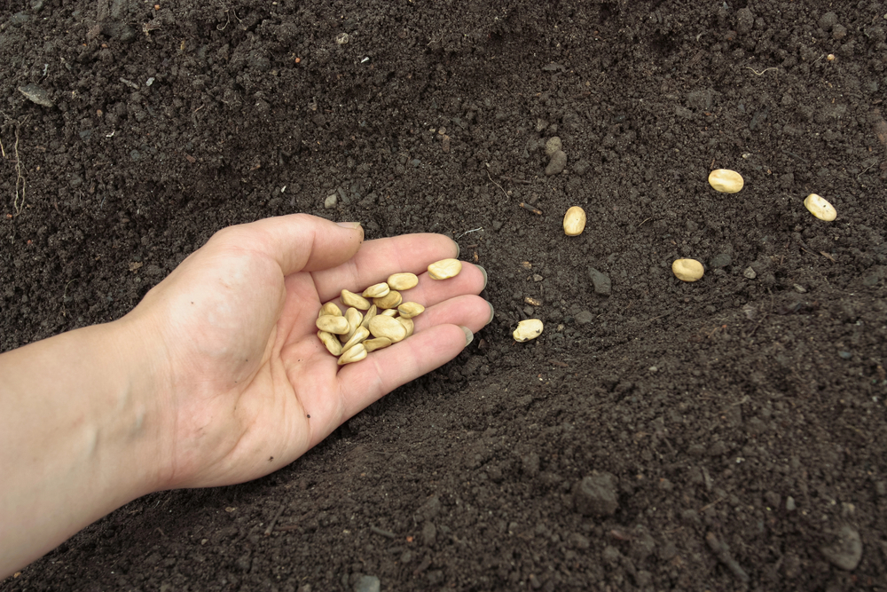 Let’s Plant Some Seeds This Spring!